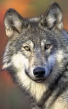TimeForTalking Wolf Avatar